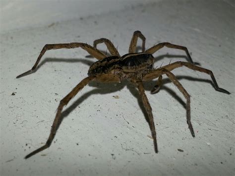 Common Spiders In Ontario