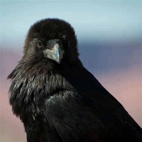 Common Raven - Facts, Diet, Habitat & Pictures on Animalia.bio