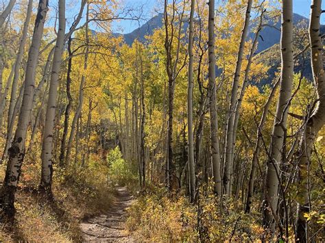 Fall Colors Are Almost at Their Peak | Visit Telluride