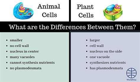 What are the Differences Between Plant Cells and Animal Cells? - WorldAtlas