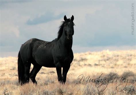 Black Mustang Stallion | Mustang horse, Horses, Wild horses mustangs