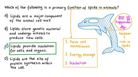 What Is The Function Of Lipids In Animals | Sitelip.org