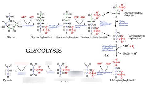 Glycolysis 3 Diagram | Quizlet