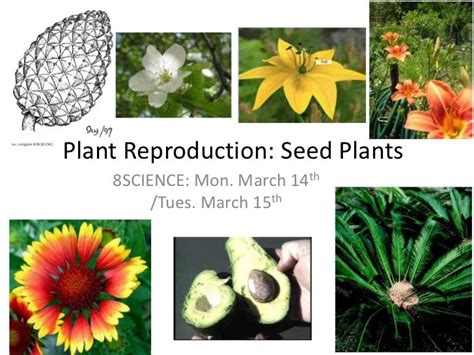 Plant reproduction seed plants