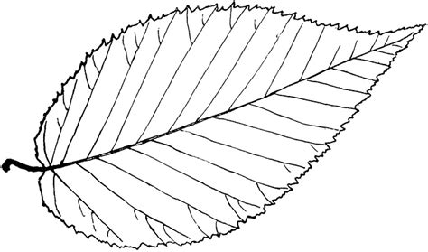 Birch Leaf Coloring Page – ColoringMe.com