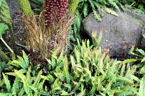 Evergreen Ferns for the Northwest - Fine Gardening