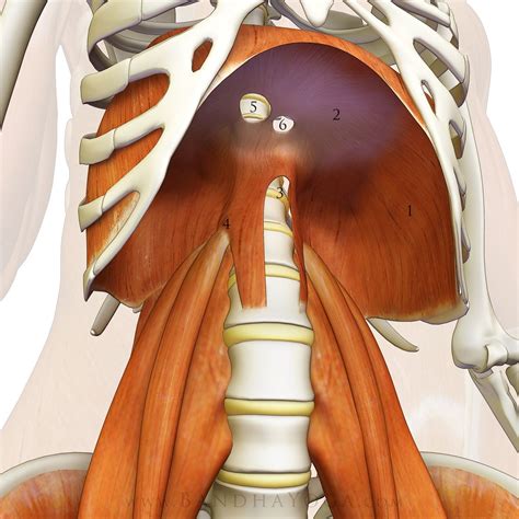 Sankalpa, Visualization and Yoga: The Diaphragm-Psoas Connection | Yoga ...