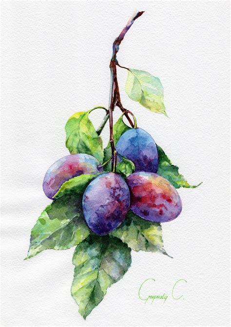 √ Watercolor Painting Of Fruit