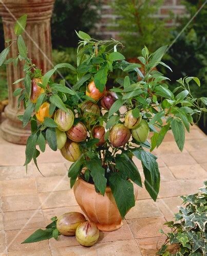 Pepino plant with fruit in terracotta pot (Solanum muricatum) – buy images – StockFood