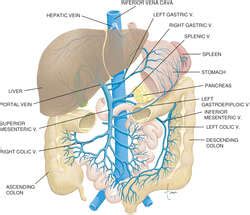 the function of the hepatic portal circulation is to . - Captions Guru