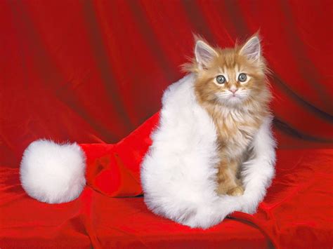 Santa Paws cat Wallpaper - HD Wallpapers Storm | Free download High Definition Wallpapers