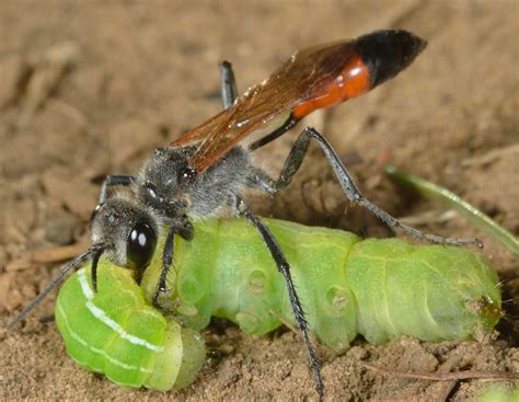 Sphecidae - WaspWeb