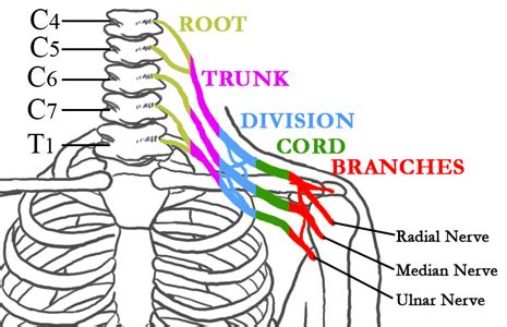 Brachial Plexus Traumatic Nerve Injury | Neck, Arm, Hand