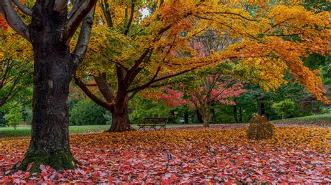 How to Read the Tree Leaves - The New York Times