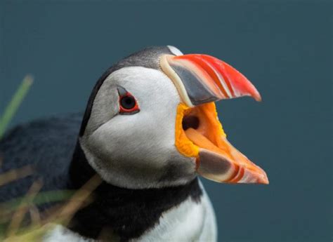 Puffin beak’s invisible secret now revealed with UV light