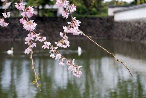 SHOTs rambling Japan: The Imperial Palace on Cherry blossoms (Tokyo)