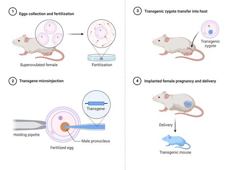 Transgenic Mice Production (Microinjection) | BioRender Science Templates