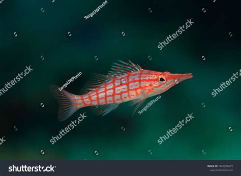 Long Nose Hawkfish Isolated Free Swimming Stock Photo 1861026619 | Shutterstock