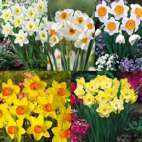 Daffodil, Jonquil or Narcissus? - Laidback Gardener