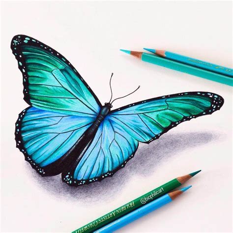 Blue Morpho Butterfly. Realistic Animal Pencil Drawings. Click the ...