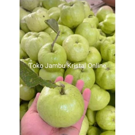 Jual buah jambu kristal 1 kg ukuran SEDANG buah segar fresh buah jamkis fresh | Shopee Indonesia