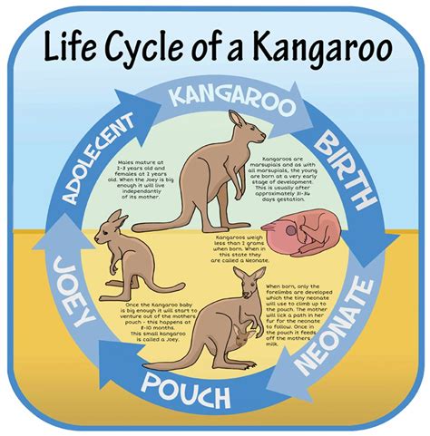 Life Cycles - Kangaroo | Inspirational Group