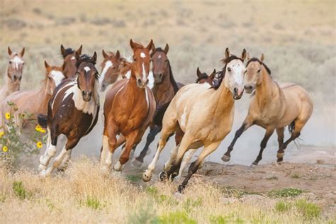 Caballos salvajes, el plan de EE.UU. para capturar los últimos ejemplares