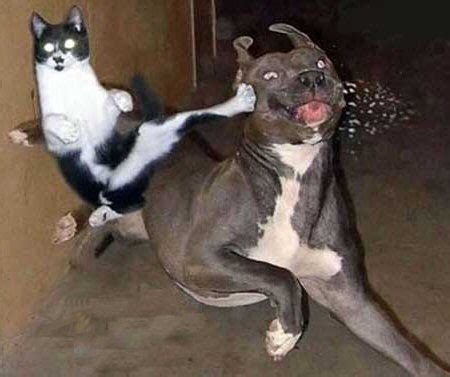 Ninja-Cat | Cat vs dog, Funny cat photos, Cat and dog videos