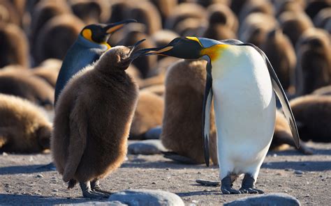 Terra Penguinia. King Penguin Creches at Saint Andrew's Bay and ...