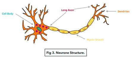 Nervous System Neurons Diagram