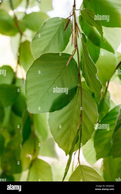 Leaves of a Weeping beech tree (Fagus sylvatica 'Pendula') in spring, Gard, France Stock Photo ...