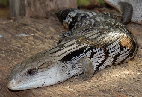 Blue-tongue Lizard - a prominent characteristic of the genus is a large blue tongue that can be ...