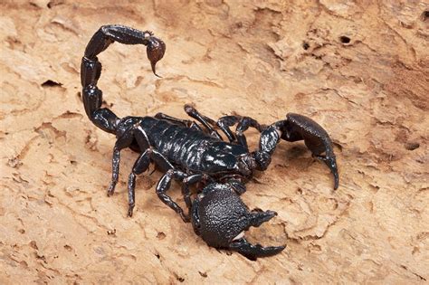 Emperor scorpion - Stock Image - C013/4402 - Science Photo Library