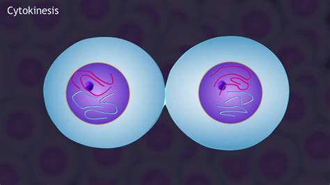 Mitosis and the Cell Cycle Animation - YouTube
