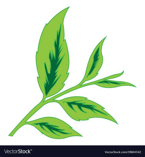 Color image tea leaves Royalty Free Vector Image