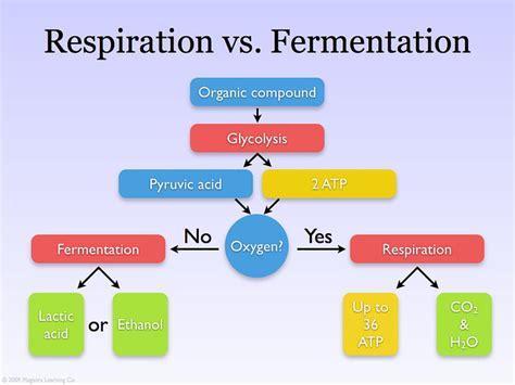 Cellular Respiration And Fermentation Diagram