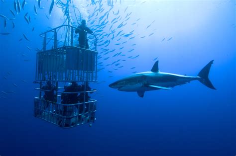 Plan An Unforgettable Vacation With Shark Cage Diving Hawaii | Hawaii ...