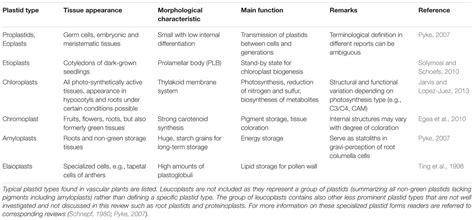 Plant Cell Function Of Amyloplast - Animal And Plant Cell And Its Parts ...