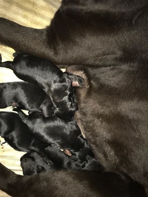 Cockapoo X Labrador Gorgeous Puppies For Sale | in Stoke-on-Trent ...