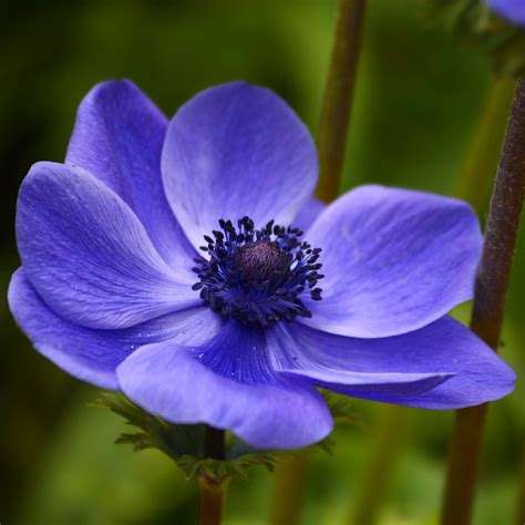 Anemone Blue Poppy Bulbs | Anemone with Black Center | Anemone Coronaria – Easy To Grow Bulbs