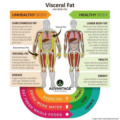 Pin on Full Visceral Fat Articles