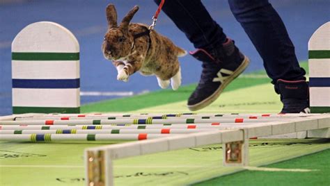 A rabbit jumps over an obstacle while competing in the long jump discipline during the National ...