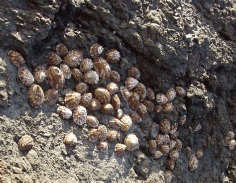 Exploring Rocky Shores of Southern Oregon Coast: Limpets