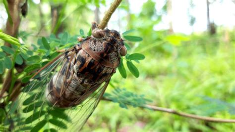 How do cicadas make such a loud noise? | The Canberra Times | Canberra, ACT