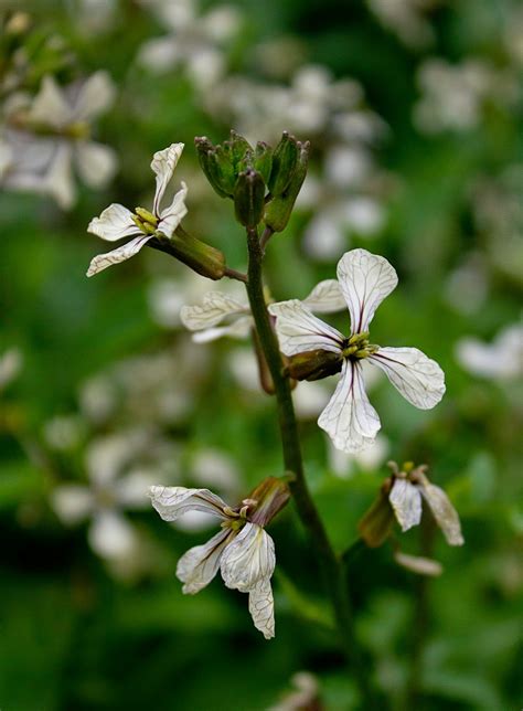 Rurification: Arugula Flowers