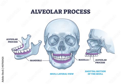 Fototapeta Alveolar process with anatomical head bone ridge for teeth ...