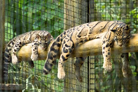 Clouded Leopard Mother And Cubs