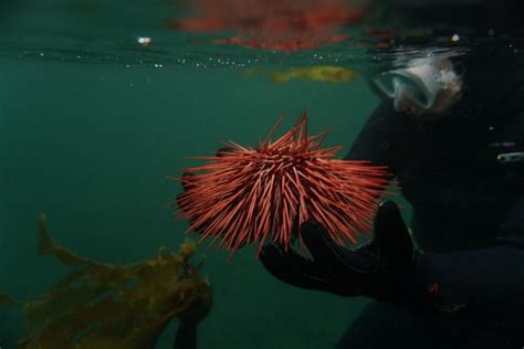 Red Sea Urchin | California Sea Grant