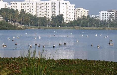 Citizen-Led Plantation Drive Brings Bengaluru's Jakkur Lake Back To Life