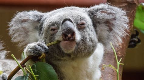 L'Australie vaccine des koalas sauvages en voie de disparition contre la chlamydia dans le but ...